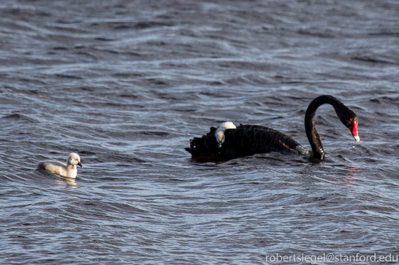 black swan